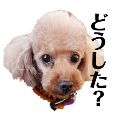 [LINEスタンプ] 全員集合Dogちゃん