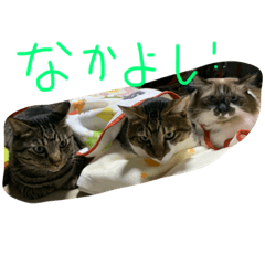 [LINEスタンプ] シマトラヒナ☆