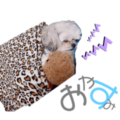 [LINEスタンプ] まつりたん