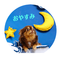 [LINEスタンプ] チワワ の日常♬
