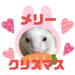 [LINEスタンプ] フェレットのコッパがご挨拶