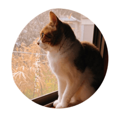 [LINEスタンプ] かわいい猫の物語