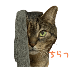 [LINEスタンプ] 大きなネコの小粒さん。