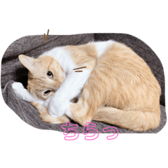 [LINEスタンプ] チャトラとラグドール