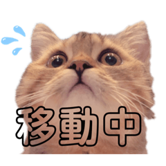 [LINEスタンプ] 猫のイヴとモモンガおとちゃんの日常1