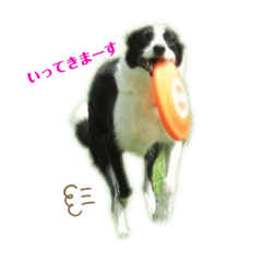 [LINEスタンプ] 我が家のbuddyちゃん