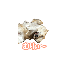 [LINEスタンプ] 風太だよ