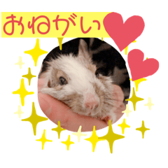 [LINEスタンプ] デグーのこうしくん。