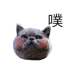 [LINEスタンプ] Kabi Kitty