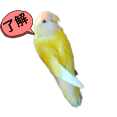 [LINEスタンプ] コザクラインコのぴーー