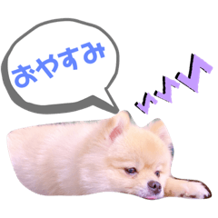 [LINEスタンプ] ポコ（1）