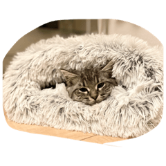 [LINEスタンプ] 短足マンチカンのソフィちゃん