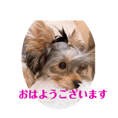 [LINEスタンプ] うちの子3ワンシリーズ