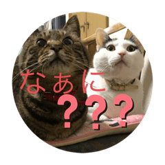 [LINEスタンプ] キジトラはちわれにゃんこのスタンプ