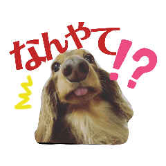 [LINEスタンプ] さぁちんず