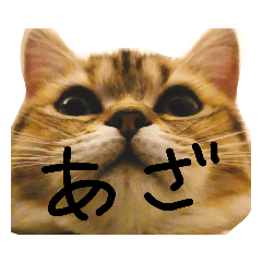 [LINEスタンプ] ぺこぽこステッカー3