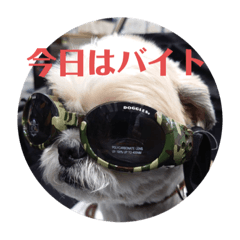 [LINEスタンプ] 愛しの茶太郎くん4