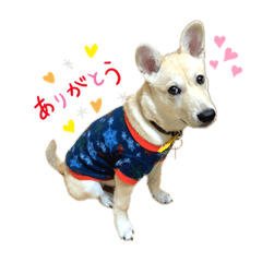 [LINEスタンプ] 保護犬あゆむくんスタンプ