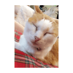 [LINEスタンプ] 猫ズたち。