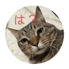 [LINEスタンプ] ふぅちゃんと愉快な仲間