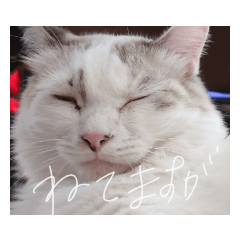[LINEスタンプ] れおねこ