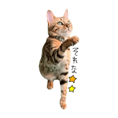 [LINEスタンプ] もりめろちゃん