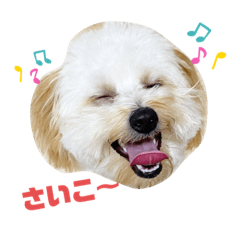 [LINEスタンプ] ポメプーロイくん