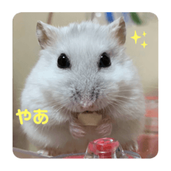 [LINEスタンプ] ハムちゃんといっしょ