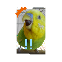 [LINEスタンプ] インコちゃん2弾
