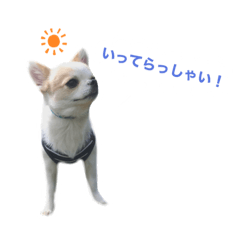 [LINEスタンプ] Chihuahua Cocoro_2