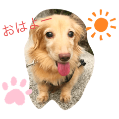 [LINEスタンプ] まろわんこ。
