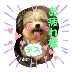 [LINEスタンプ] うちの保護っ子♡