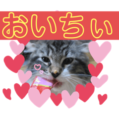 [LINEスタンプ] 子猫のシフォン様スタンプその①〜日常編〜