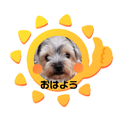 [LINEスタンプ] ヨーキーメイちゃんと愉快な仲間たち