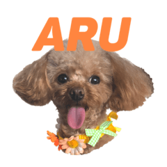 [LINEスタンプ] トイプードルのアルちゃん(最強にちいさい)