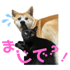 [LINEスタンプ] 秋田犬くりと4ニャンズの日常スタンプ