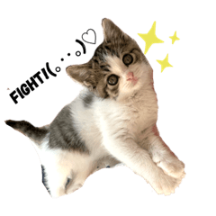 [LINEスタンプ] 子猫のふうたと兄弟