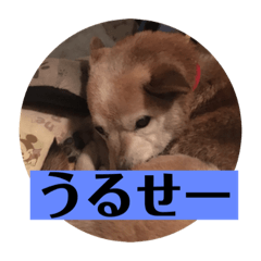 [LINEスタンプ] 愛犬花8