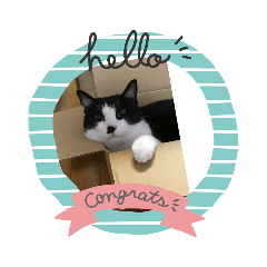 [LINEスタンプ] 我が家の可愛い愛猫