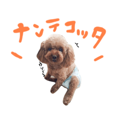 [LINEスタンプ] トイプーのキャンディ