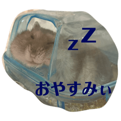 [LINEスタンプ] ぴょん吉kun