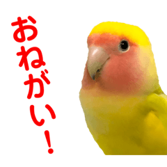 [LINEスタンプ] コザクラインコ ペッコちゃん2