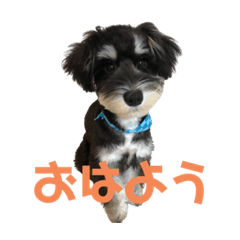 [LINEスタンプ] コロン(172)