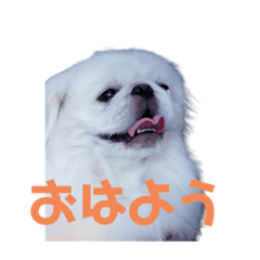 [LINEスタンプ] ぼん(174)