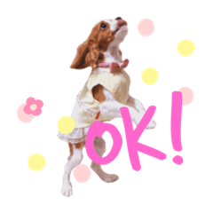 [LINEスタンプ] ノアちゃん♡スタンプ