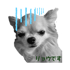 [LINEスタンプ] チワワのりょう