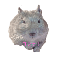 [LINEスタンプ] はなちゃん(デグー)