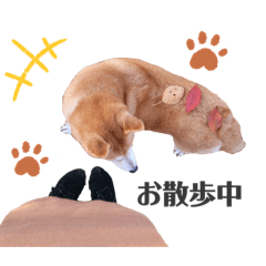 [LINEスタンプ] 我が家の柴わんこ2.