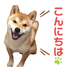 [LINEスタンプ] 柴犬 ノブナガ Shibainu Nobunaga