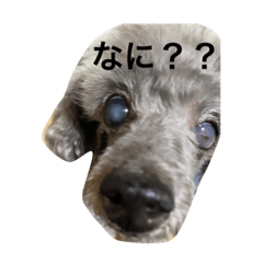 [LINEスタンプ] アベルさん